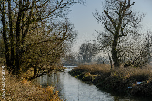 Am Donau-Altarm bei Bogen/Niederbayern photo