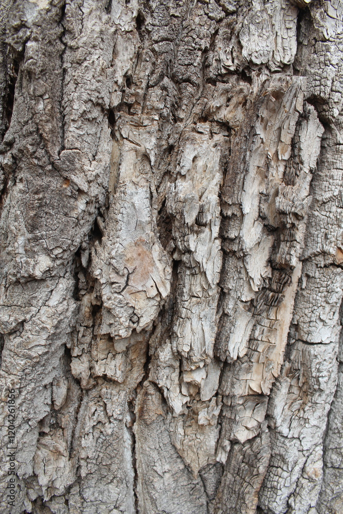 tree bark texture, natural background texture tree bark tree bark texture, natural background texture tree bark