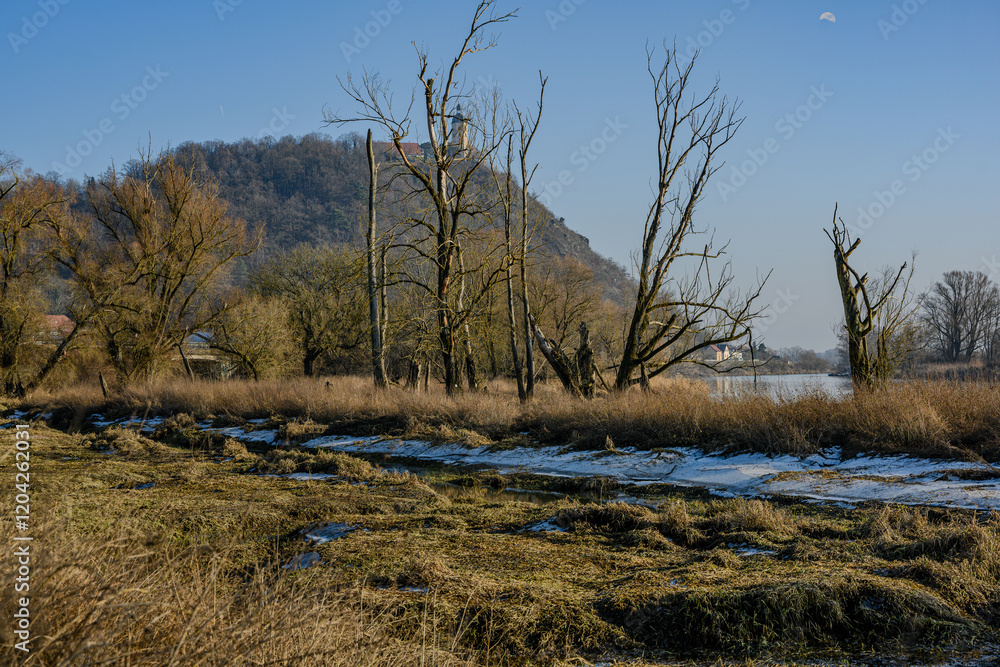 Am Donau-Altarm bei Bogen/Niederbayern Am Donau-Altarm bei Bogen/Niederbayern