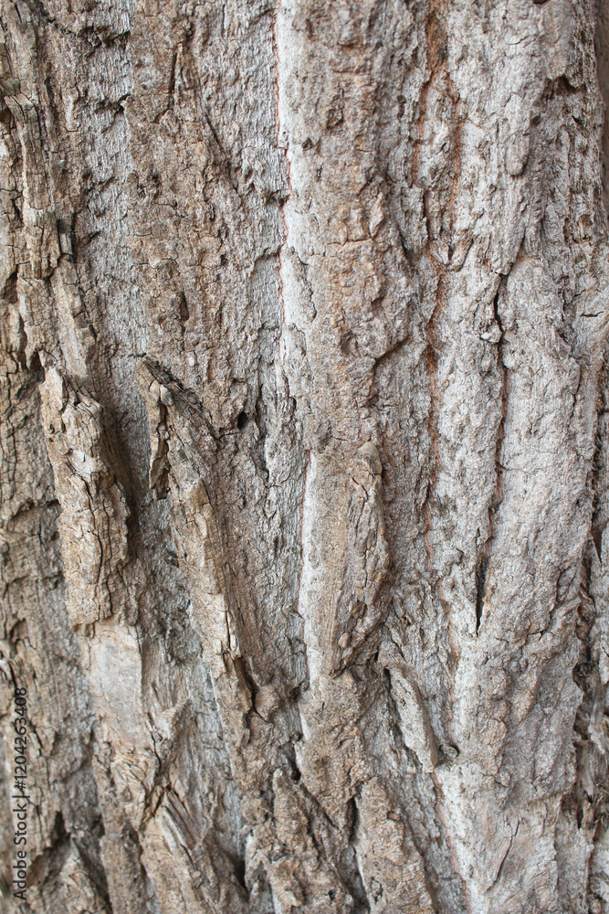 tree bark texture, natural background texture tree bark tree bark texture, natural background texture tree bark