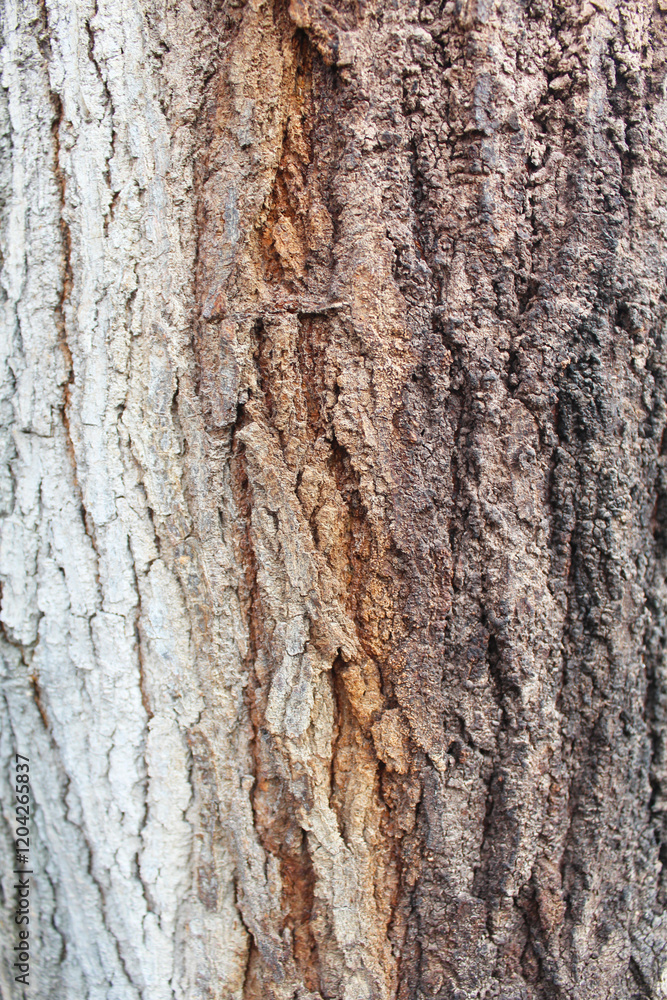 Fototapeta premium tree bark texture, natural background texture tree bark