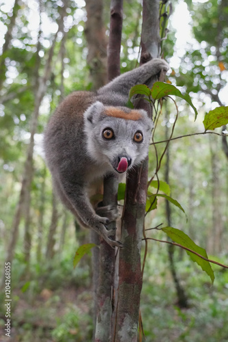 What a cutie! Close up of a crowned lemur (Eulemur coronatus) at Madagascar photo