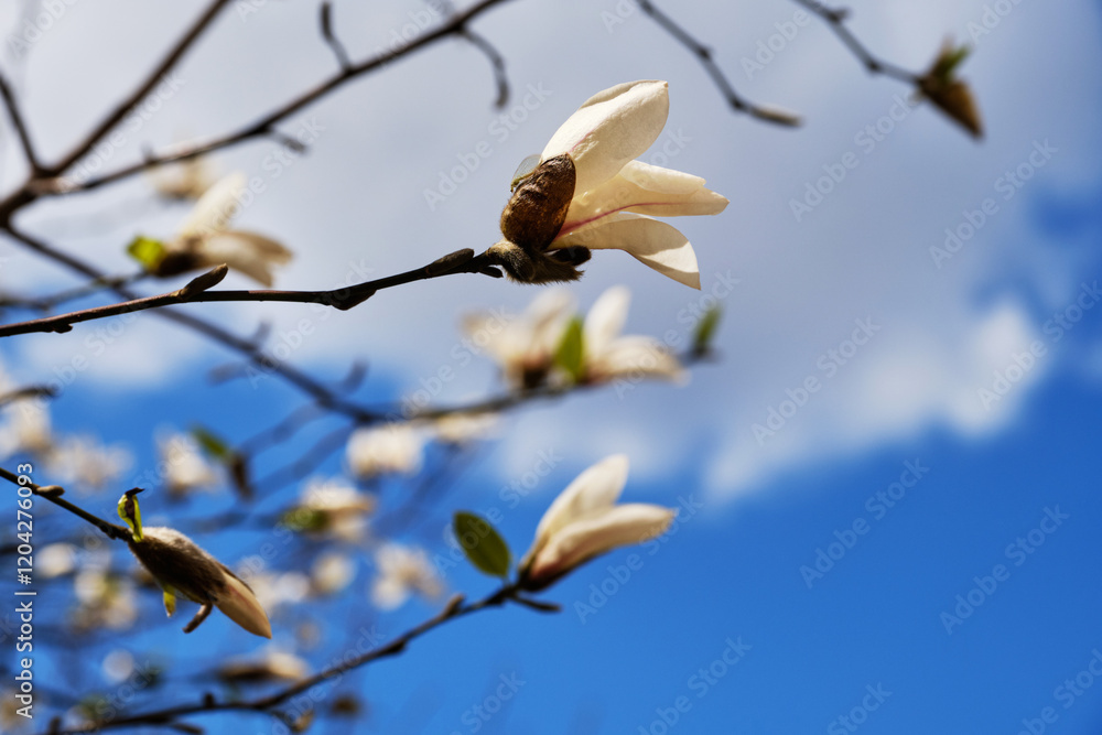 A close-up photo of a magnolia tree branch against a clear blue sky. A close-up photo of a magnolia tree branch against a clear blue sky.
