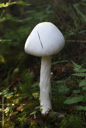 Amanita virosa, commonly known as destroying angel, a deadly poisonous mushroom from Finland photo