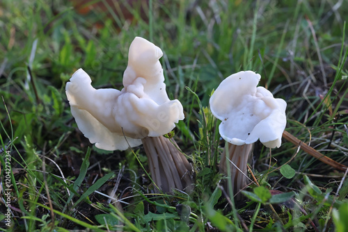 Helvella crispa, known as the white saddle, elfin saddle or common helvel, wild fungus from Finland photo