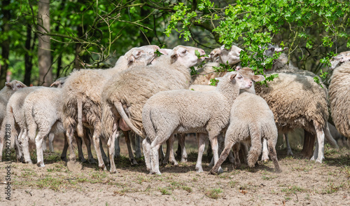 Obraz na płótnie Flock of Sheep and Lambs w salonie