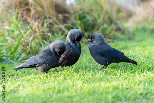 Behavior of western jackdaws (Сorvus monedula) during courtship