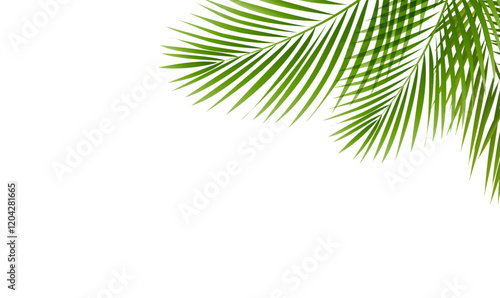 Green Palm Tree Branch And Isolated White Background