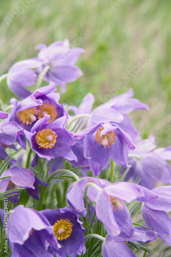 Purple wildflowers bloom in a sunny meadow during springtime