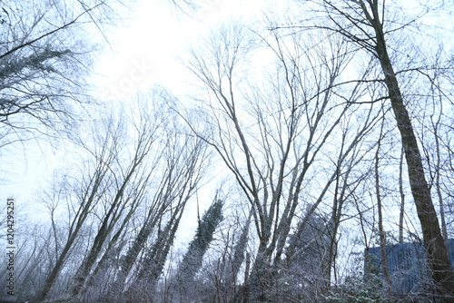 Winter trees colg indistrie place ruhrgebiet photo