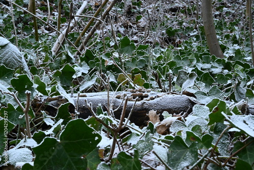 Winter trees colg indistrie place ruhrgebiet photo