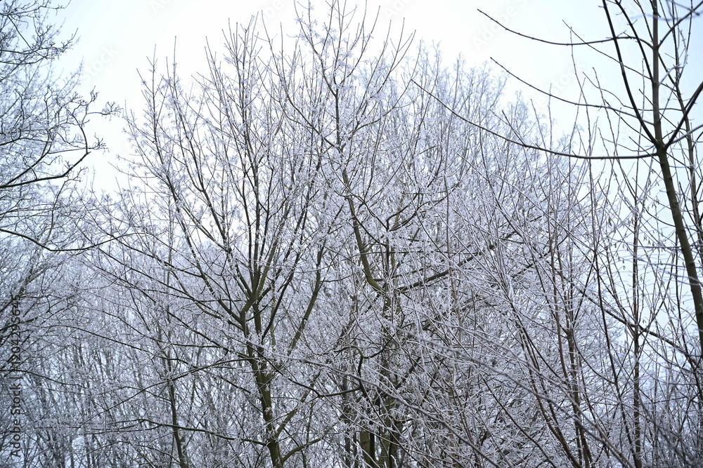 Winter trees colg indistrie place ruhrgebiet Winter trees colg indistrie place ruhrgebiet