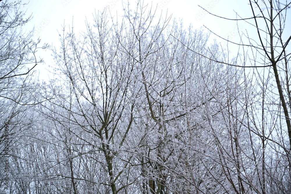Winter trees colg indistrie place ruhrgebiet Winter trees colg indistrie place ruhrgebiet