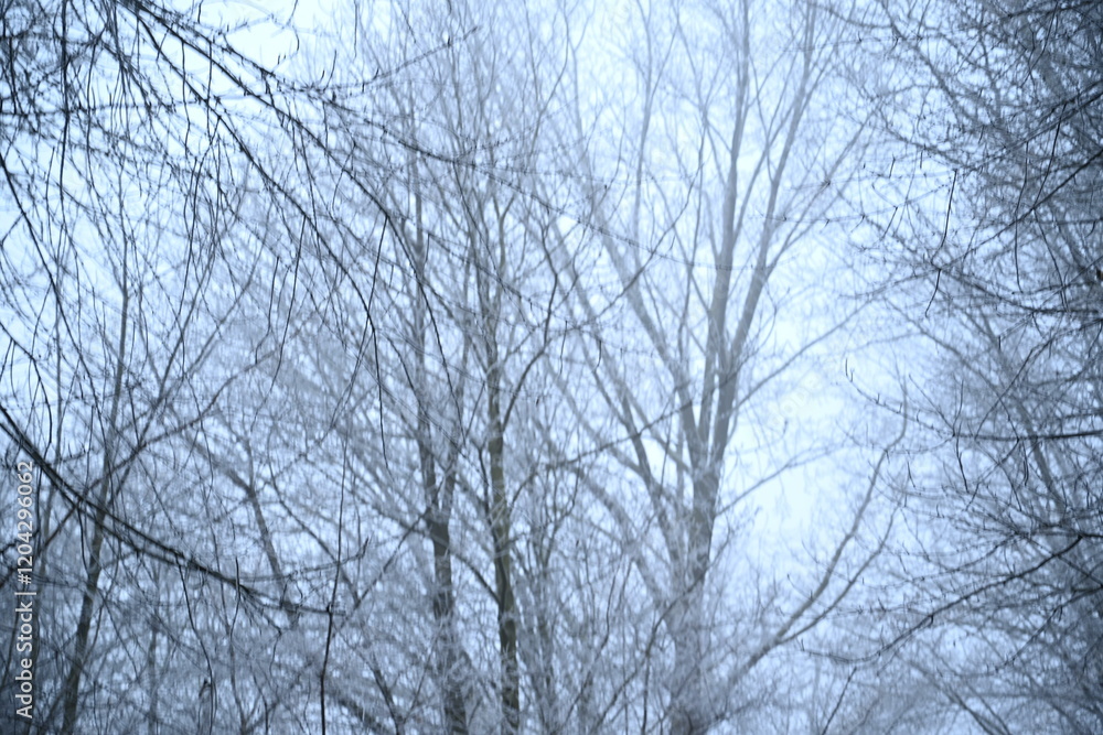 Winter trees colg indistrie place ruhrgebiet Winter trees colg indistrie place ruhrgebiet