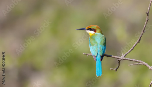 Stunning Bee-eater Bird on Branch Wildlife Photography
