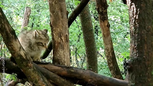 European wild cat mom and kittens, its scientific name is Felis silvestris