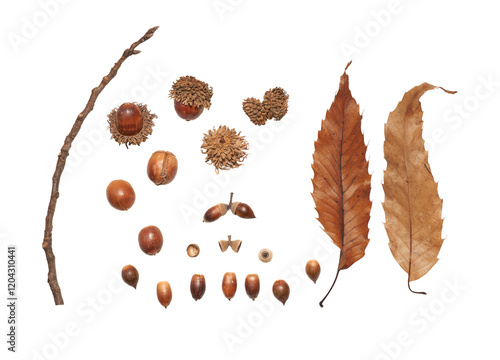 どんぐりとクヌギの枯葉と枝の透過素材セット。透過PNG・植物テクスチャー