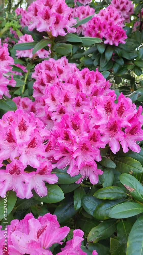 Vibrant pink rhododendron blooms flourish in a lush garden during springtime Vibrant pink rhododendron blooms flourish in a lush garden during springtime