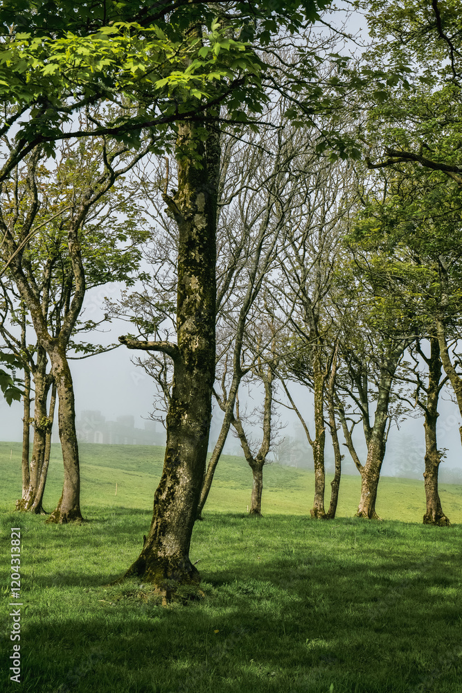 Obraz premium Foggy morning in a serene forest with lush green grass and tall trees.