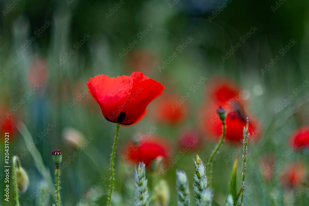Fototapeta premium red poppy flowers