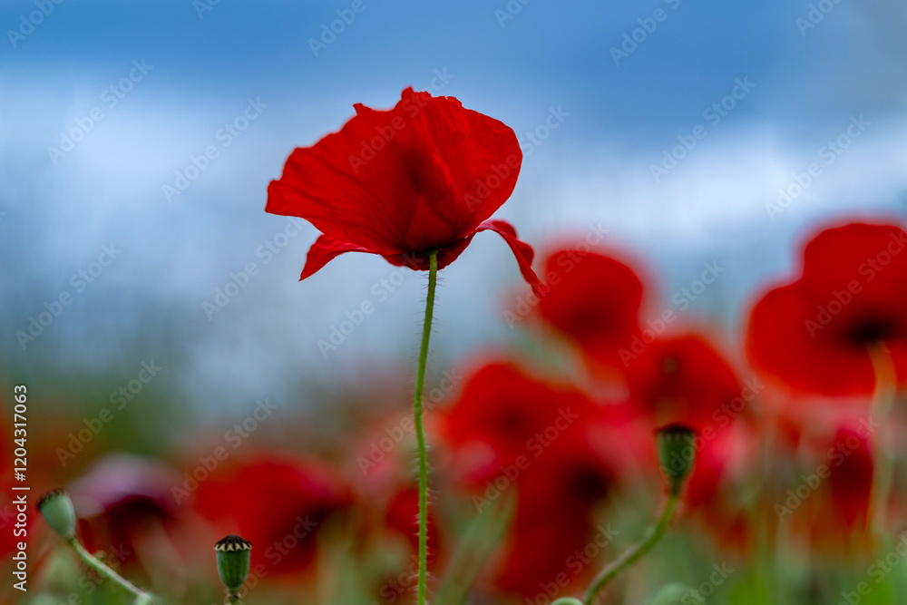 Obraz premium red poppy flower