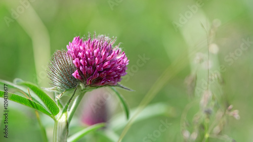 flowering meadow. Wild red clover flower isolated, Trifolium pratense, with green background. Red Clover, in a typical meadow environment. delicate flower close-up. macro nature.