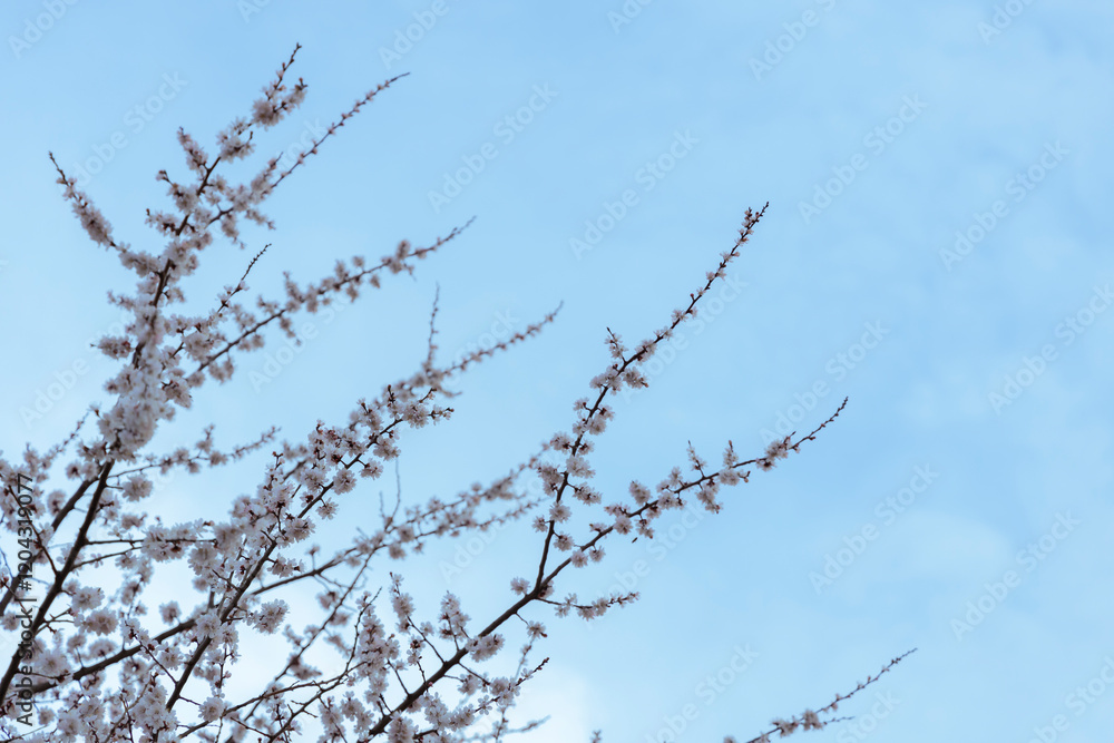 A beautiful spring branches of a blossoming tree covered with soft pink flowers. symbolizing growth, hope, and the arrival of spring. A beautiful spring branches of a blossoming tree covered with soft pink flowers. symbolizing growth, hope, and the arrival of spring.