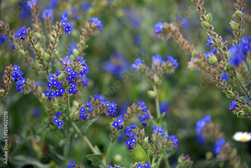 Anchusa officinalis and delicate flower of white field chamomile. flower season. wildflowers. medicinal herbs. beauty of nature. close-up. blue wildflower photo