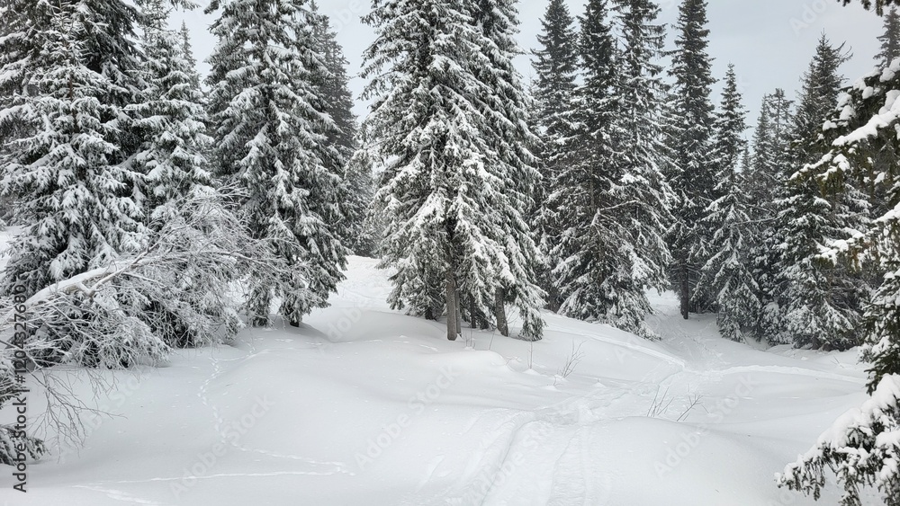 Fototapeta premium Snow-covered forest landscape with pine trees and tracks on the ground during winter season