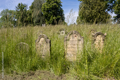 Jewish cemetery and high grass, Usov, Czech republic photo