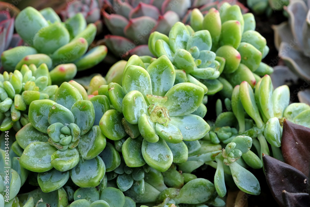 Green sedum succulent also known as houseleeks. Green sedum succulent also known as houseleeks.
