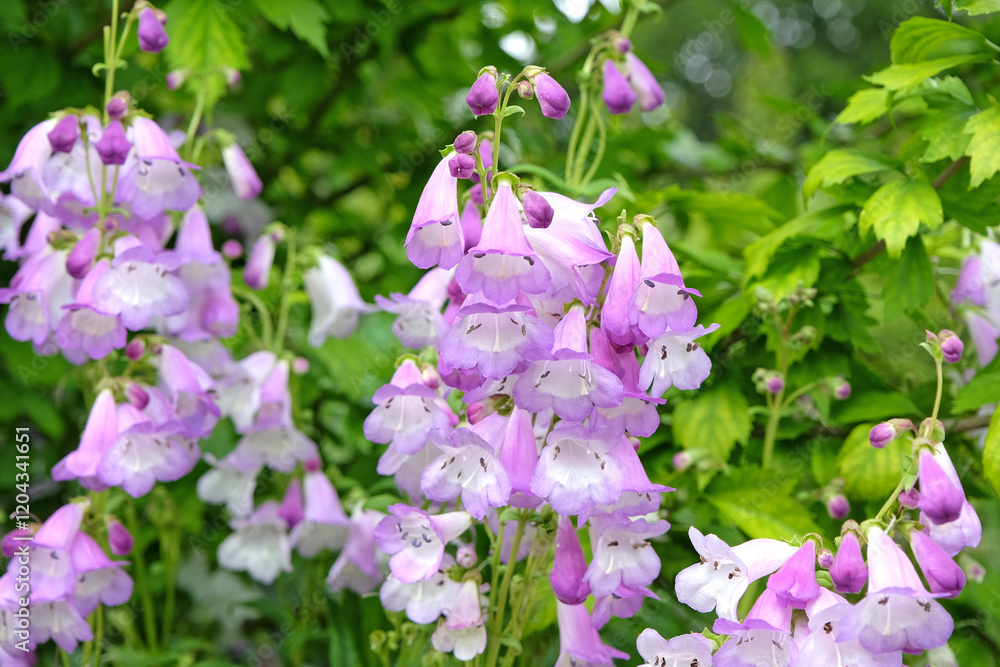 Naklejka premium Pale purple and white penstemon, also known as foxglove beardtongue ‘Alice Hindley’ in flower.