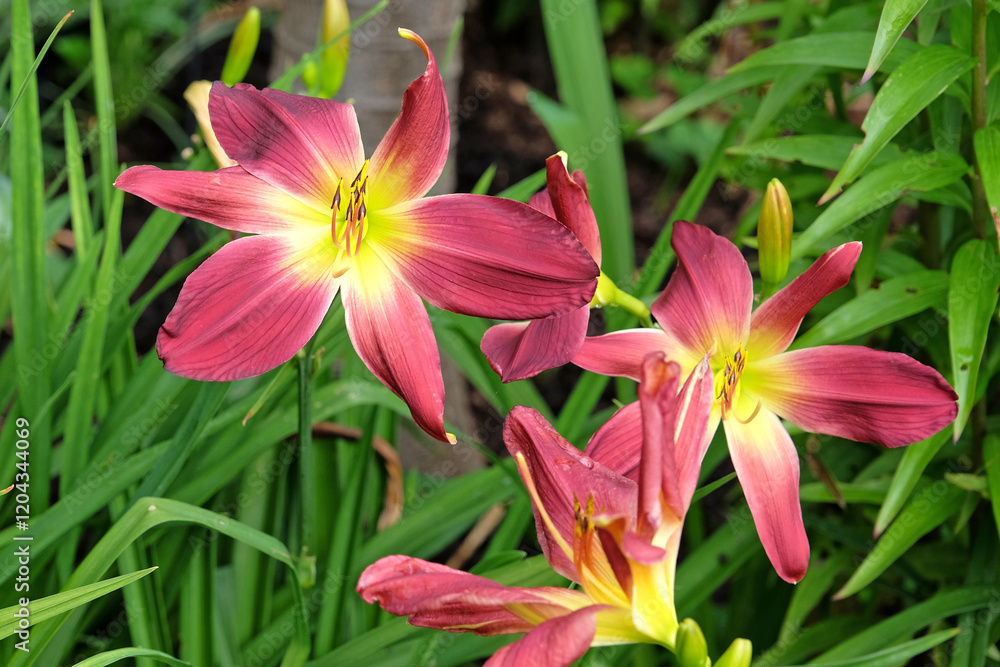 Naklejka premium Red and yellow Daylily Hemerocallis ‘Barbaresco’ in flower.