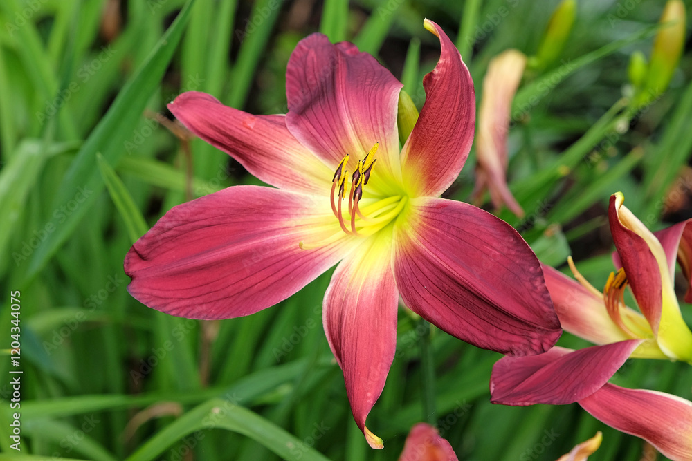 Red and yellow Daylily Hemerocallis ‘Barbaresco’ in flower. Red and yellow Daylily Hemerocallis ‘Barbaresco’ in flower.