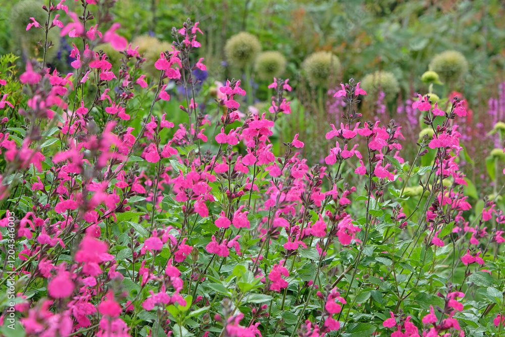 Bright pink Salvia microphylla ‘Cerro Potosí’, also known as baby sage, in flower. Bright pink Salvia microphylla ‘Cerro Potosí’, also known as baby sage, in flower.