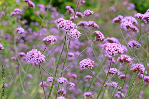 Lilac purple Verbena bonariensis, also known as purple top vervain, clustertop vervain, Argentinian vervain, in flower.