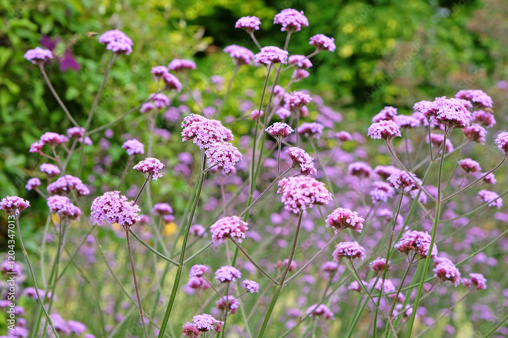 Lilac purple Verbena bonariensis, also known as purple top vervain, clustertop vervain, Argentinian vervain, in flower.