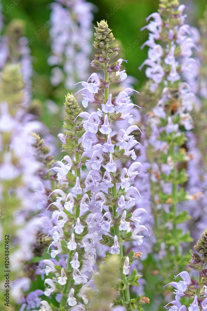 Obraz premium Pale blue spires of Salvia x sylvestris ‘Crystal Blue’, or wood sage in flower.