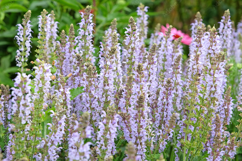 Naklejka premium Pale blue spires of Salvia x sylvestris ‘Crystal Blue’, or wood sage in flower.