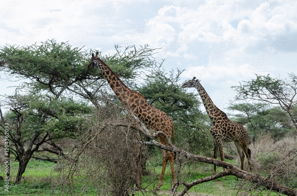 Fototapeta premium Giraffes in the Serengeti National Park in Tanzania, Africa. 