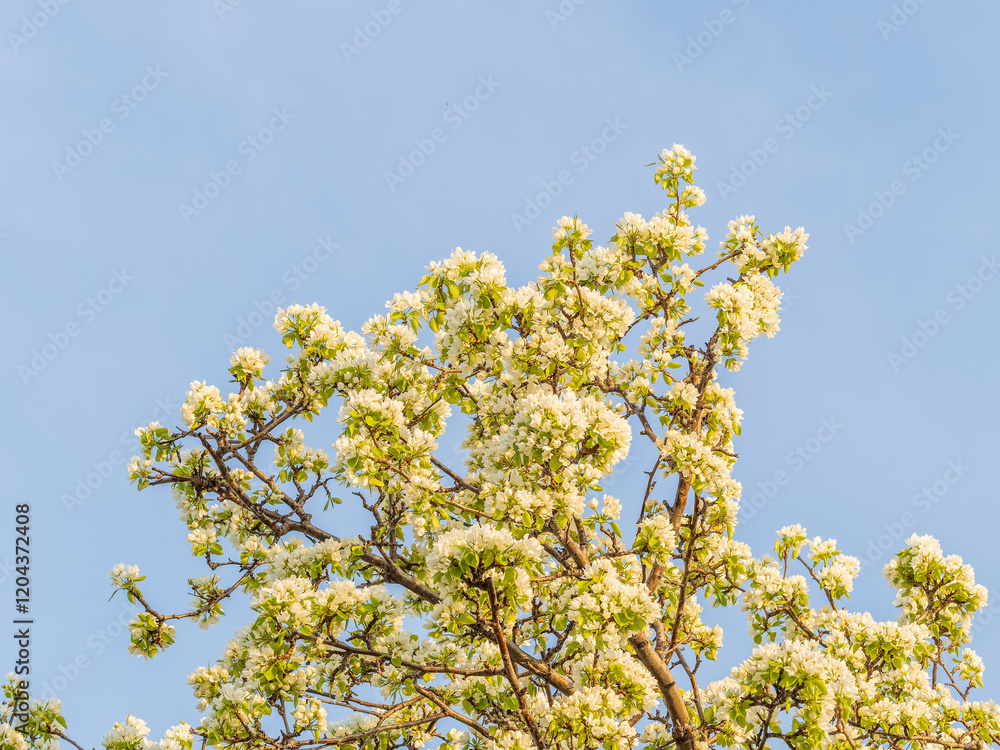 Apple tree branches with white flowers on a background of blue clear sky. Apple tree branches with white flowers on a background of blue clear sky.