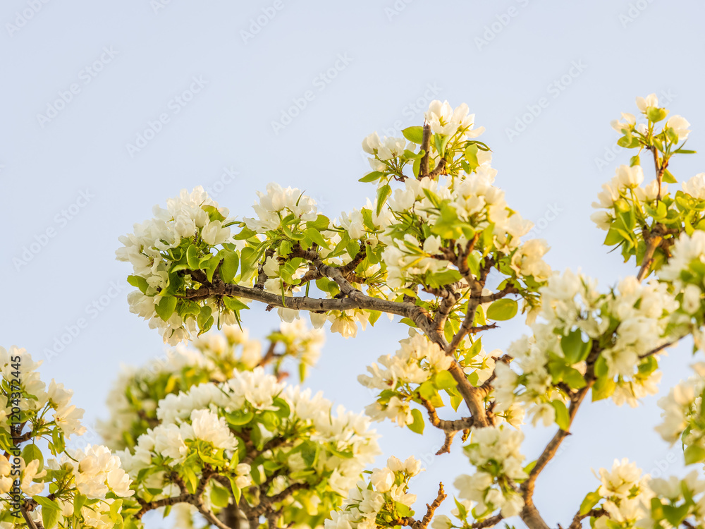 White blossoming apple trees. White apple tree flowers White blossoming apple trees. White apple tree flowers