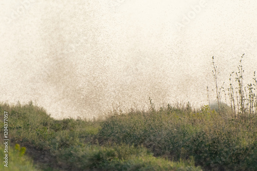 A swarm of mosquitoes and gnats in the air above the swamp. Chironomidae midge known as chironomids or non-biting midges