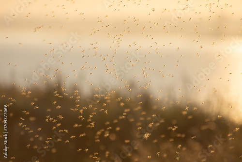 Background of mosquitoes and gnats in the air above the swamp. Chironomidae midge known as chironomids or non-biting midges. photo