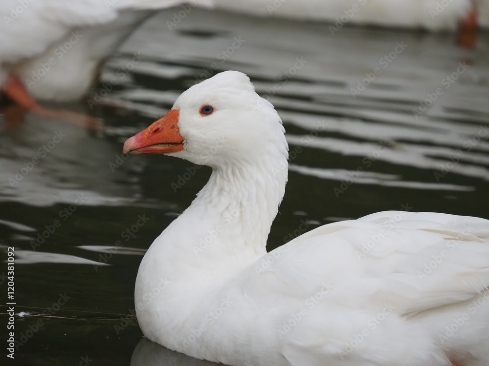 Domestic white geese flock swimming on a small pond at rural farm. Traditional poultry farming scene with waterfowl on natural water surface surrounded by green grass Domestic white geese flock swimming on a small pond at rural farm. Traditional poultry farming scene with waterfowl on natural water surface surrounded by green grass
