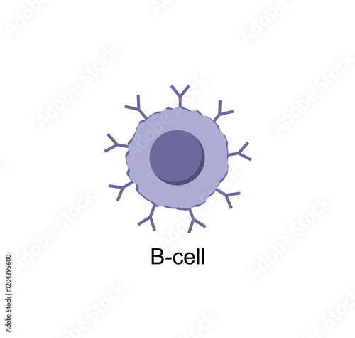 B cell, cells of adaptive immune system. leukocytes, B-lymphocyte icon. Vector illustration.