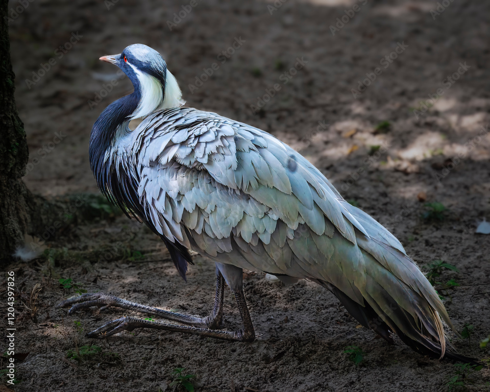 Obraz premium A Demoiselle crane with a long neck and white feathers is standing on the ground