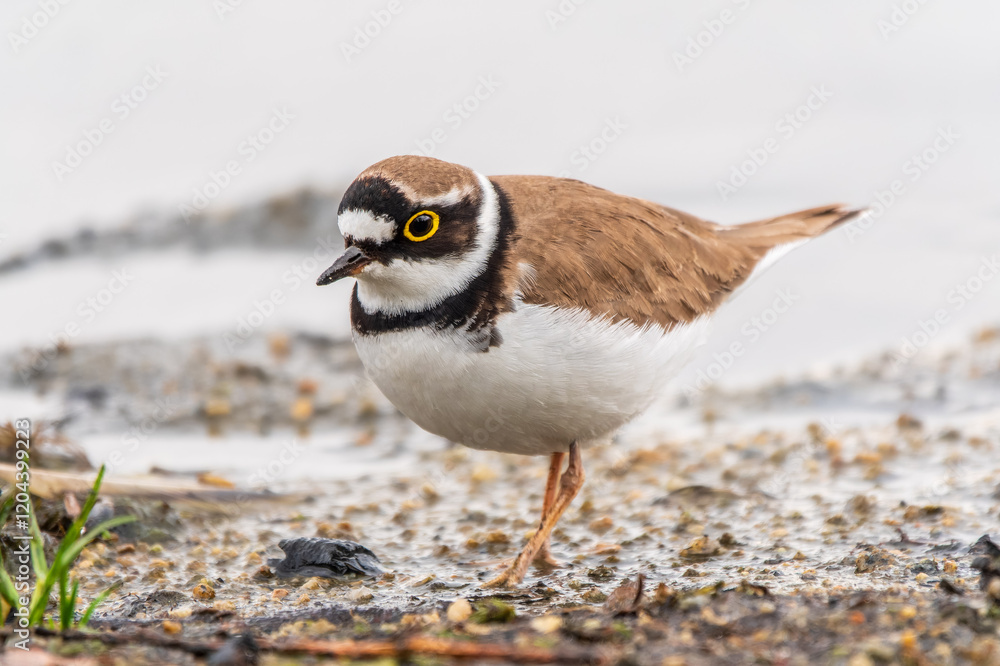 Little ringed plover (Charadrius dubius), bird standing on the lake shore Little ringed plover (Charadrius dubius), bird standing on the lake shore
