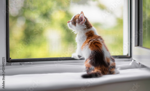 fluffy cute little tricolor kitten standing on windowsill and naively looking...
