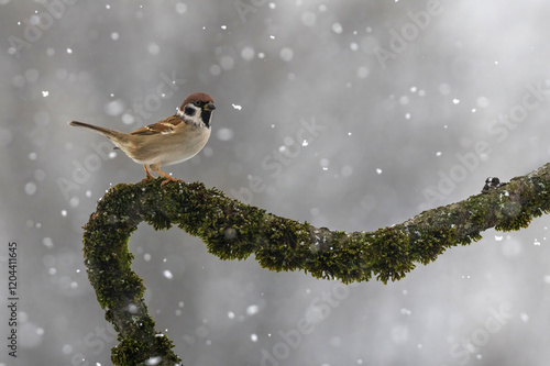portrait of funny bird sparrow sitting on branch in winter garden under falli...